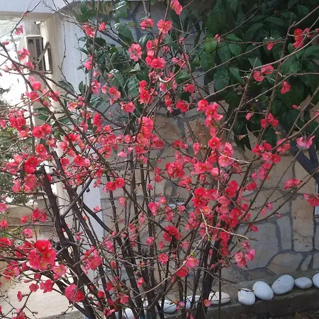 Vedran Seafront * 자발라티카